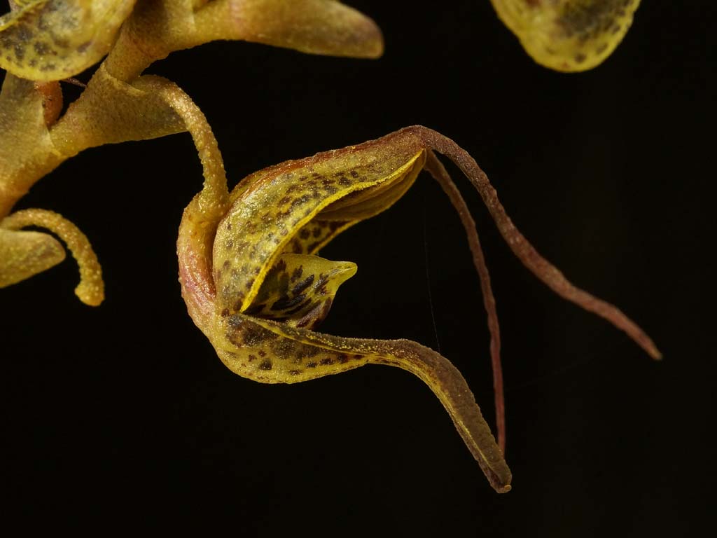 1-Orchid_Scaphosepalum_gibberosum
