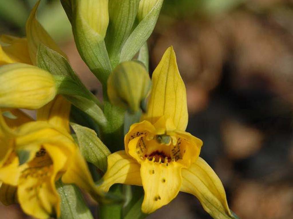 7-Orchidaceae Chloraea lamellata