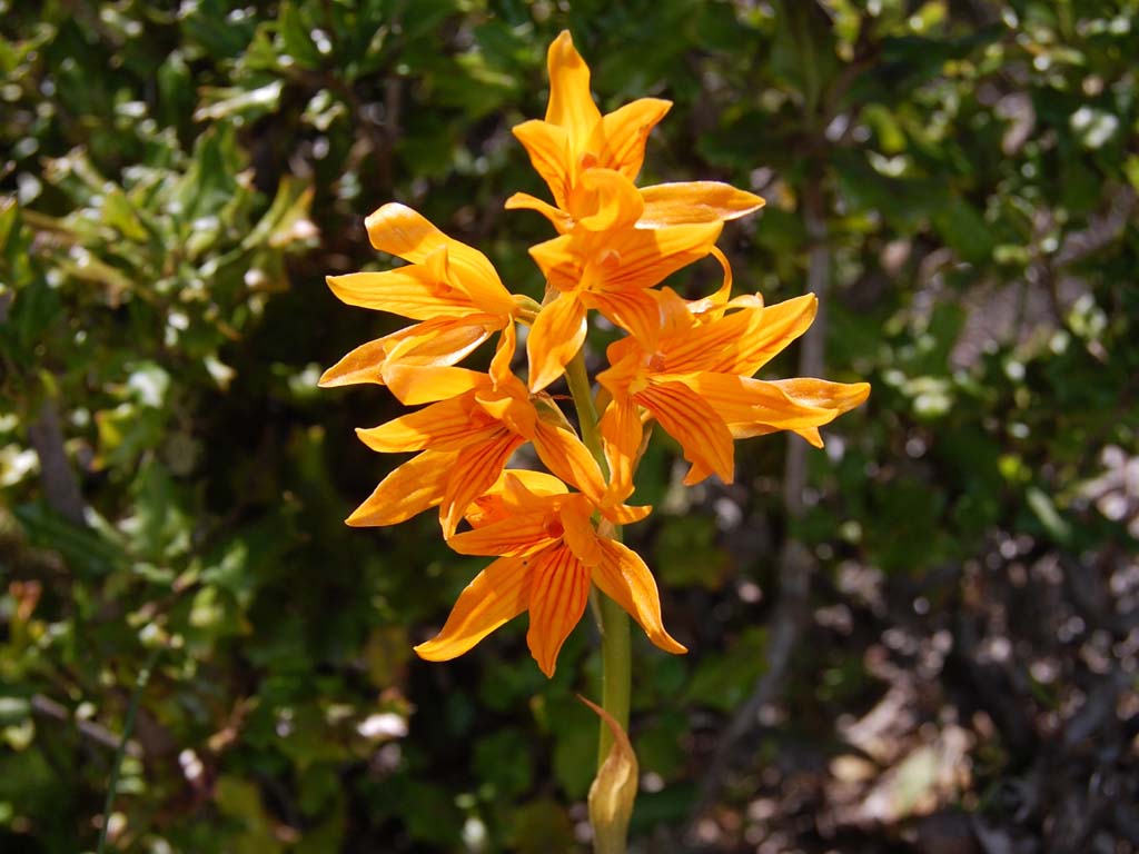 5-Orchidaceae Gavilea nudilabia