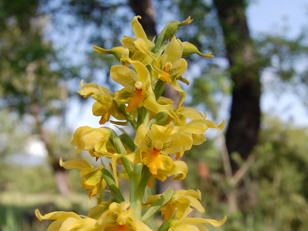 3-Orchidaceae_Gavilea odoratissima